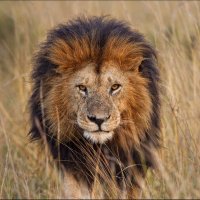 Dr. James Ndahiro (@drjamesndahiro) Twitter profile photo