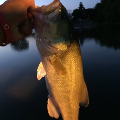 basuxtuli's profile picture. 徳島県 旧吉野川 バス釣り好きな人フォロしてください