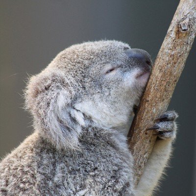 kickass_koala Profile Picture