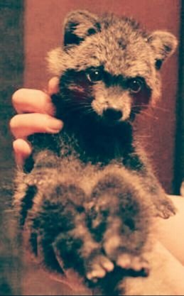 タヌキさんのプロフィール画像