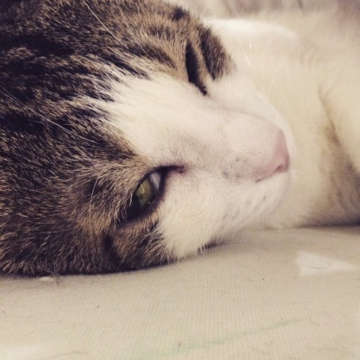 MewC_MewC's profile picture. HI 我是喵C ~ 
喵C有三位貓咪三隻老大w  

Rainbow Town 是我們的實況團 歡迎來參觀~ https://t.co/TAPihfKeFb