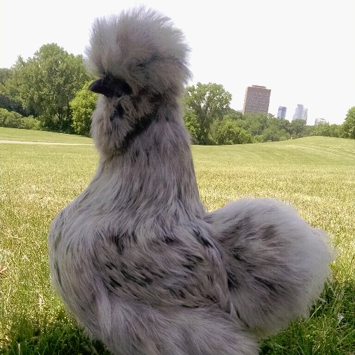 Therapy Chicken. (she/her) #BoyntonPAWS, #UMNPAWS, #MentalHealth.  #TherapyAnimal for @BoyntonHealth