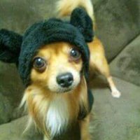 上州たけぴん🐕《TBC企画 》 (@takepingunma) 's Twitter Profile