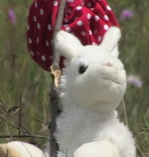 I'm going to find my biological parents! I was adopted you know. Some loser thugs stole my bus pass so now I'm hitchhiking my way to the Maplewood Llama Farm.