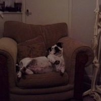 sara hardy (@mooseand_me) 's Twitter Profile