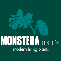 monsteramania's profile picture. モンステラは1950〜70年代あたりの、いわゆるミッドセンチュリーモダンインテリアには必ずといっていいほどあった観葉植物。あのインパクトある葉のかたちは、一度見たらもう虜。モンステラの魅力にはまってしまったイラストレーターの観葉植物とインテリアとアートのページ