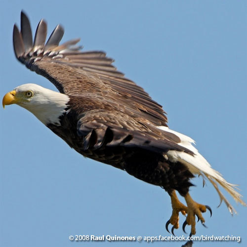 share you birds and birdwatching. shared sightings by birdwatchers in the United States.