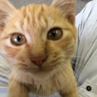 みすけ (@km17271027) 's Twitter Profile