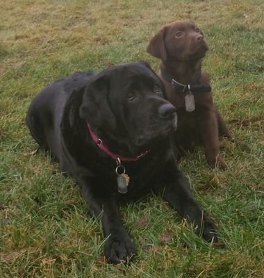 AmyR137's profile picture. My greatest loves:  family, animals, friends, music & great cars.