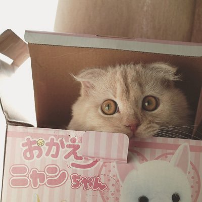 pekopeko_suko's profile picture. 日常まったり / 猫 / ゲーム配信鑑賞 / 黒ウィズ歴11年目