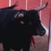Toros Ciudad Real (@torosciudadreal) Twitter profile photo Toros Ciudad Real (@torosciudadreal) Twitter profile photo