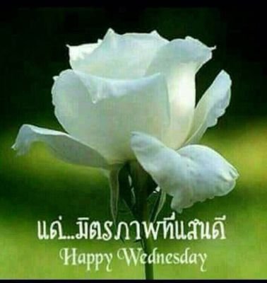 burun_r's profile picture. ยินดี