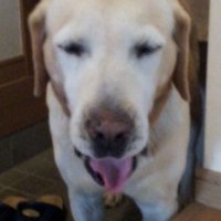 chang-he (@fuyufuyu100) 's Twitter Profile