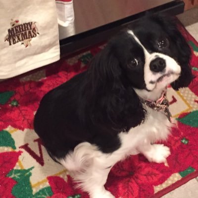 kerricook97's profile picture. 