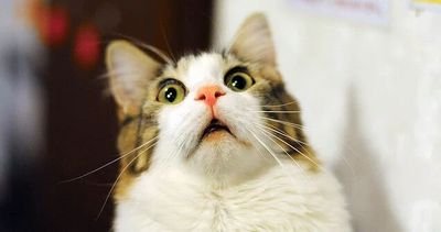 nyanyanyan111's profile picture. tricot大好きフッ軽まん☺️
主にtricot/片平里菜/サイダーガール/赤い公園