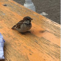 rsp-wn (@rsp_wn) Twitter profile photo