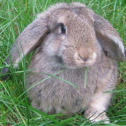 Miniazyl's profile picture. Malgosia's Rabbit Shelter is a safe haven for bunnies that are seriously ill and need special care. You can support our activities through donation.