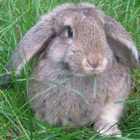 Malgosia's Shelter (@miniazyl) 's Twitter Profile