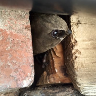 ChaterTodd's profile picture. 