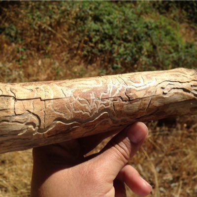 arroyo_wanderer's profile picture. Follow me on an adventure in the woods, next to a creek, or fishing at the lake. Never stop exploring. Happy hiking my friend!