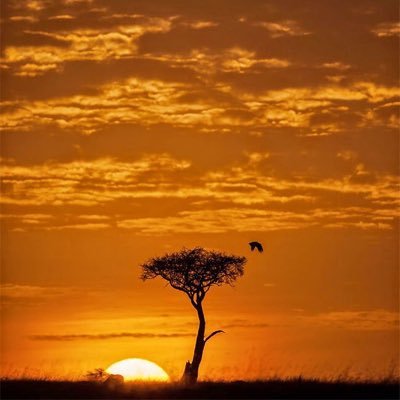 assa3ed2's profile picture. لا أحب الآفلين