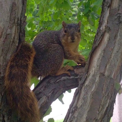 SciuridaeNuts's profile picture. I'm just a squirrel. Trying to get a nut to move your butt. I also play Fun Run.  FR2: SciuridaeNuts#1 (I change it to "Valonqar" when I'm out of nuts).