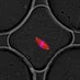 Oakey Lab (@oakeylab) Twitter profile photo Oakey Lab (@oakeylab) Twitter profile photo