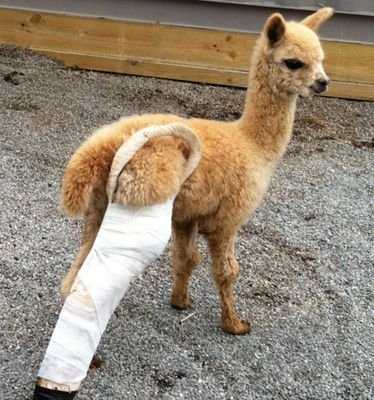 JonathanOneil8's profile picture. dirt bikes and good freinds