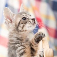 保護猫団体「てんしんらんまんな☆ラッキー」@宇都宮 (@luckycatproject) 's Twitter Profile