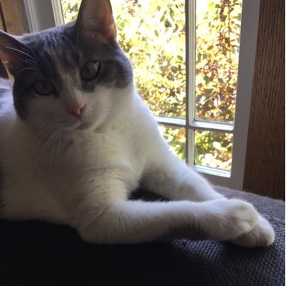 I'm a cat. I like boxes and not many people. @Durbshaw are my parents and @Lox_kittycat is my little sister. Administrative assistant at @gnomestitchery.
