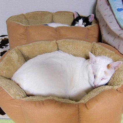 調布地域猫の会さんのプロフィール画像
