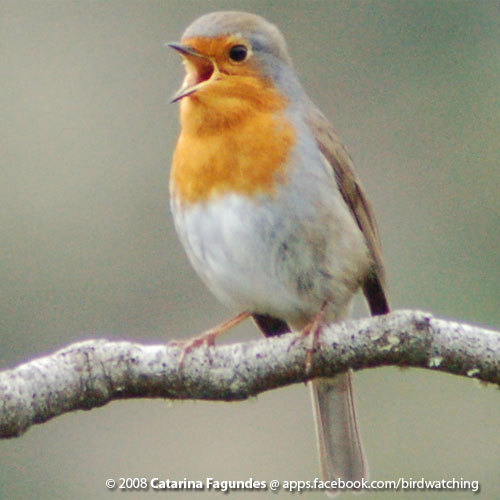 share you birds and birdwatching. shared sightings by British birdwatchers.