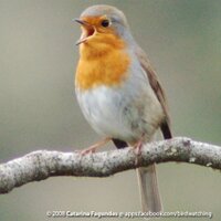 UK Birds(@ukbirds) 's Twitter Profileg