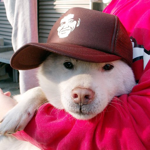 犬って本当にいいですよね。
サモエド犬　イヨ　（2014年1月14日生まれ）
北海道犬　ガラシャ　（2019年11月5日生まれ）との日々。