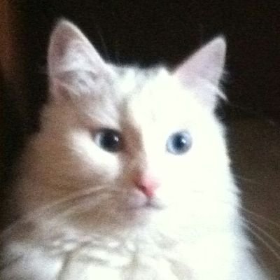 ychinakhova's profile picture. 