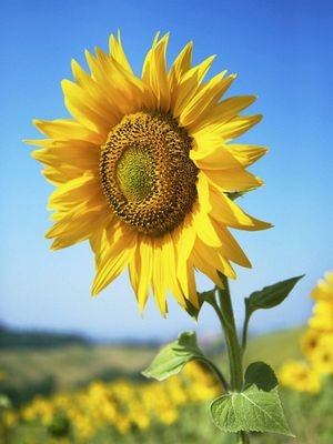 SKYFLOW93734164's profile picture. 中高生ふたりで歌手目指して頑張っています。よかったらフォローおねがいします！
毎週水曜日にのせます！