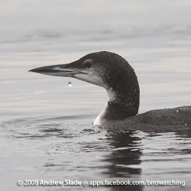 share you birds and birdwatching. shared sightings by birdwatchers in Canada.