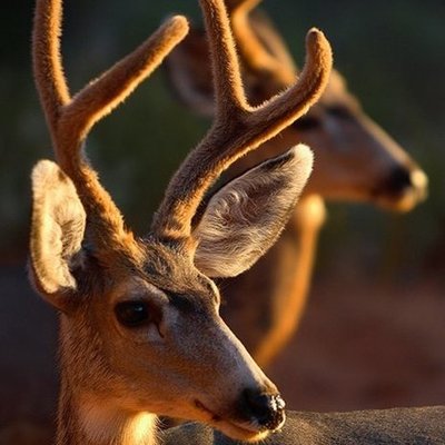 Розовый Единорожек (@RozovyEdinorog0) | Twitter