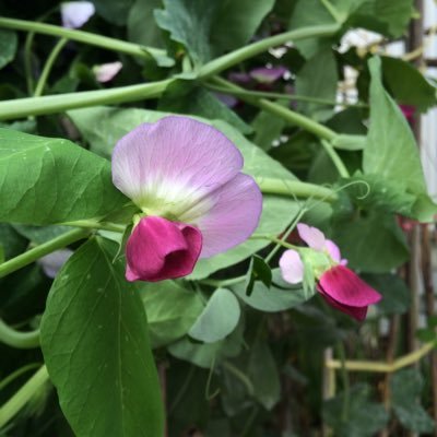 還暦もとうに過ぎた。自分じゃ若いつもり。しかし、身体言う事効かん。孫もいる。 身体のあちこちが病人。