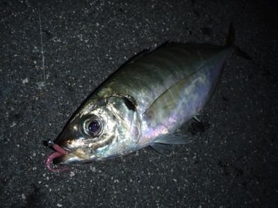 addict_6100's profile picture. 基本スモール専門　シーズナルで釣れる魚追ってます。