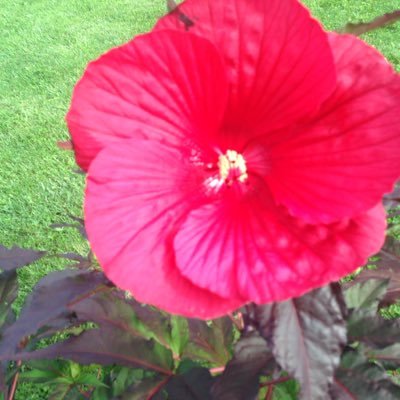 haley_mico's profile picture. 