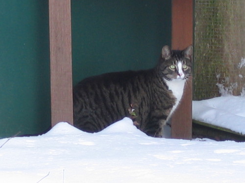 PoesFloortje's profile picture. 