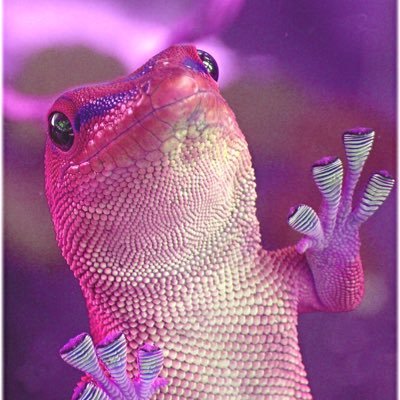 PINKLIZZARD1's profile picture. 