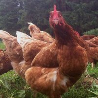Mid Island Farmers (@midislfarmers) 's Twitter Profile