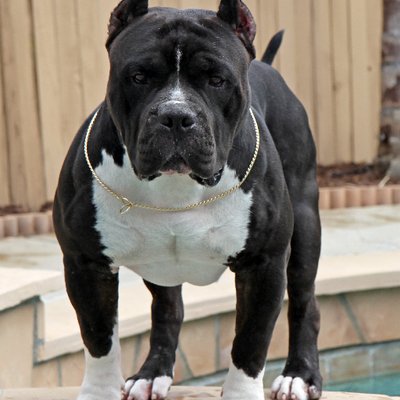 swole dogs swoledogs twitter