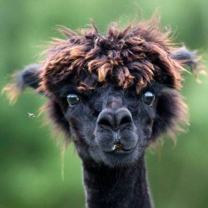 Bonjour, nous somme un duo de youtuber, nous proposons un contenu vidéos ludique de type vlogs et multigaming.