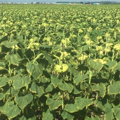 GonzlezLora's profile picture. 