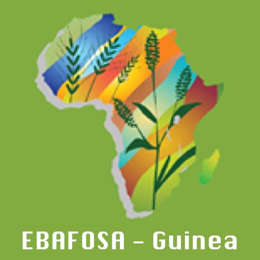 ebafosaguinea's profile picture. 