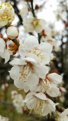日々の面白い事や気になった事を呟いていきます。お役に立てる事もあるかな?気になる呟きに【❤️】くれたら喜びます