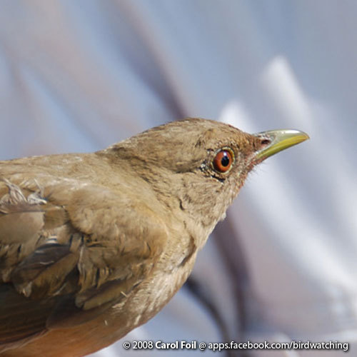 costaricabirds's profile picture. share you birds and birdwatching. shared sightings by birdwatchers in Costa Rica.